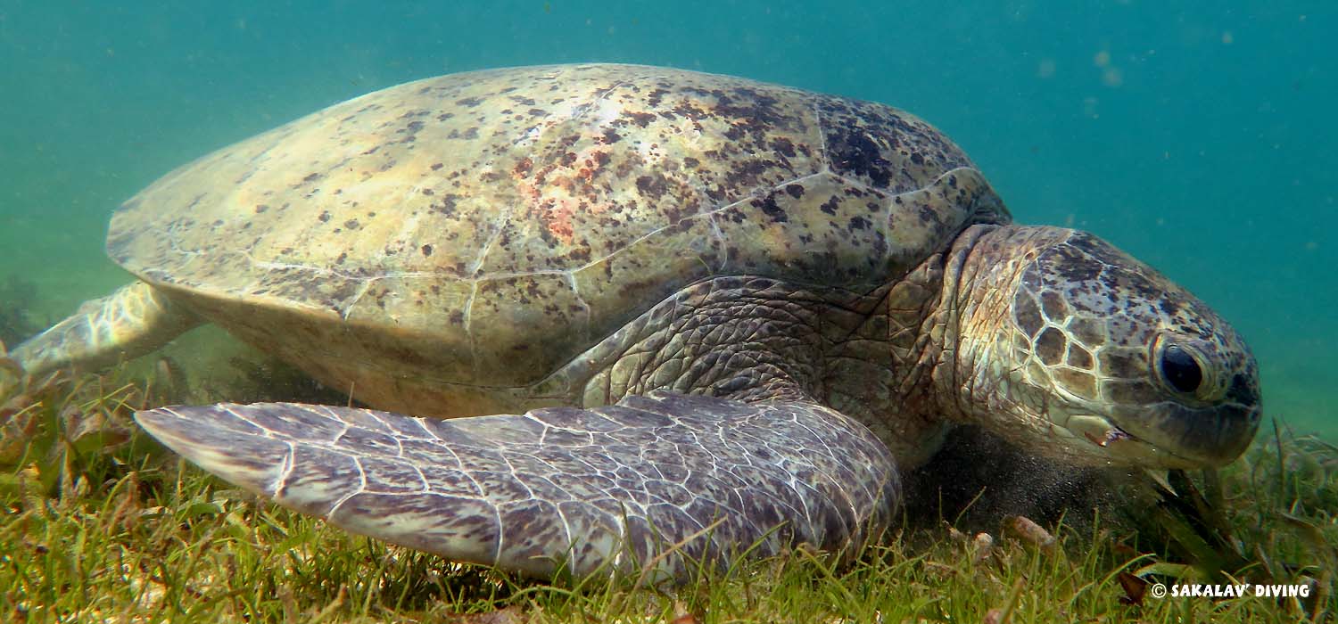 snorkeling with green turtle in Nosy Be